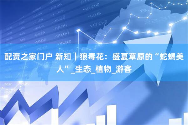 配资之家门户 新知｜狼毒花：盛夏草原的“蛇蝎美人”_生态_植物_游客